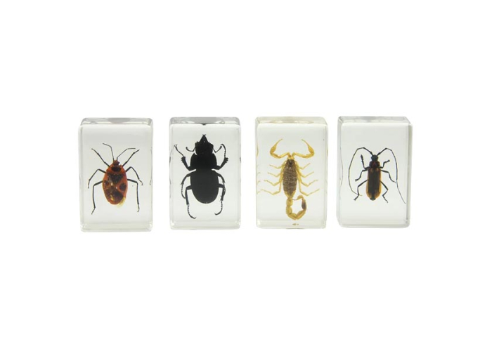 Celestron 3D Bug Specimen Kit # 1 | Price Chat!